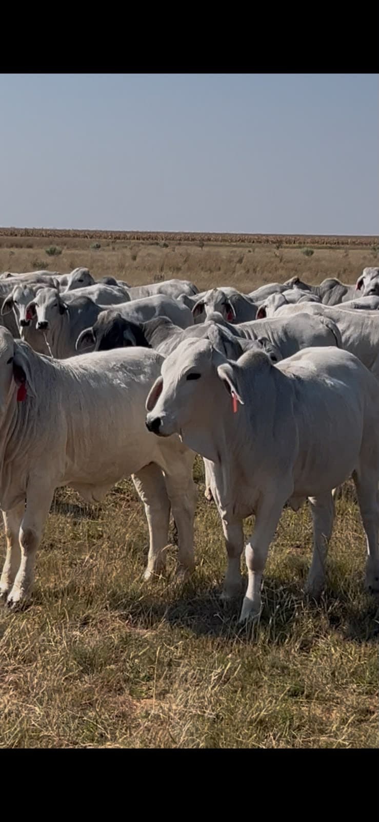 Wit Brahman Verse